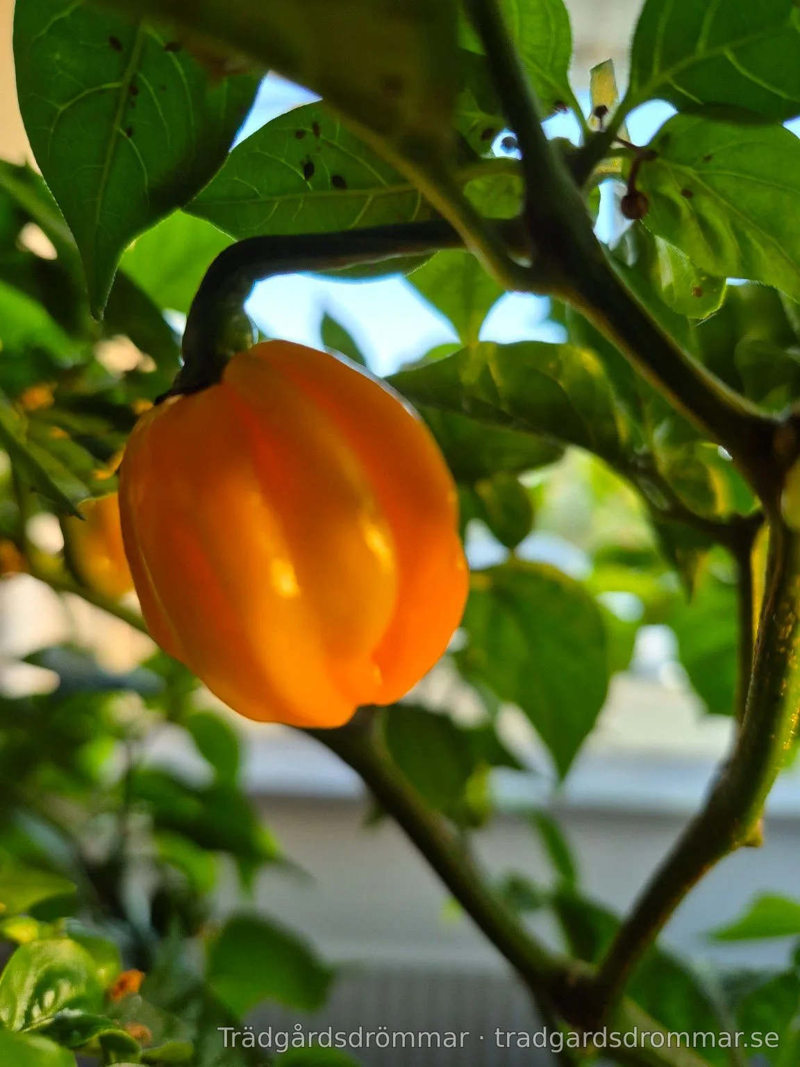 Gul chilifrukt på en planta