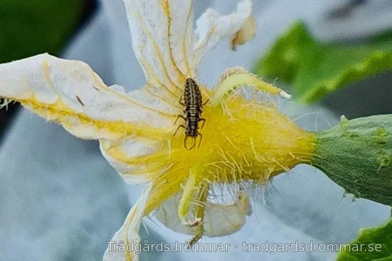 Långsmal mörkmönstrad larv med ben framtill och två böjda käkar på en blomma.