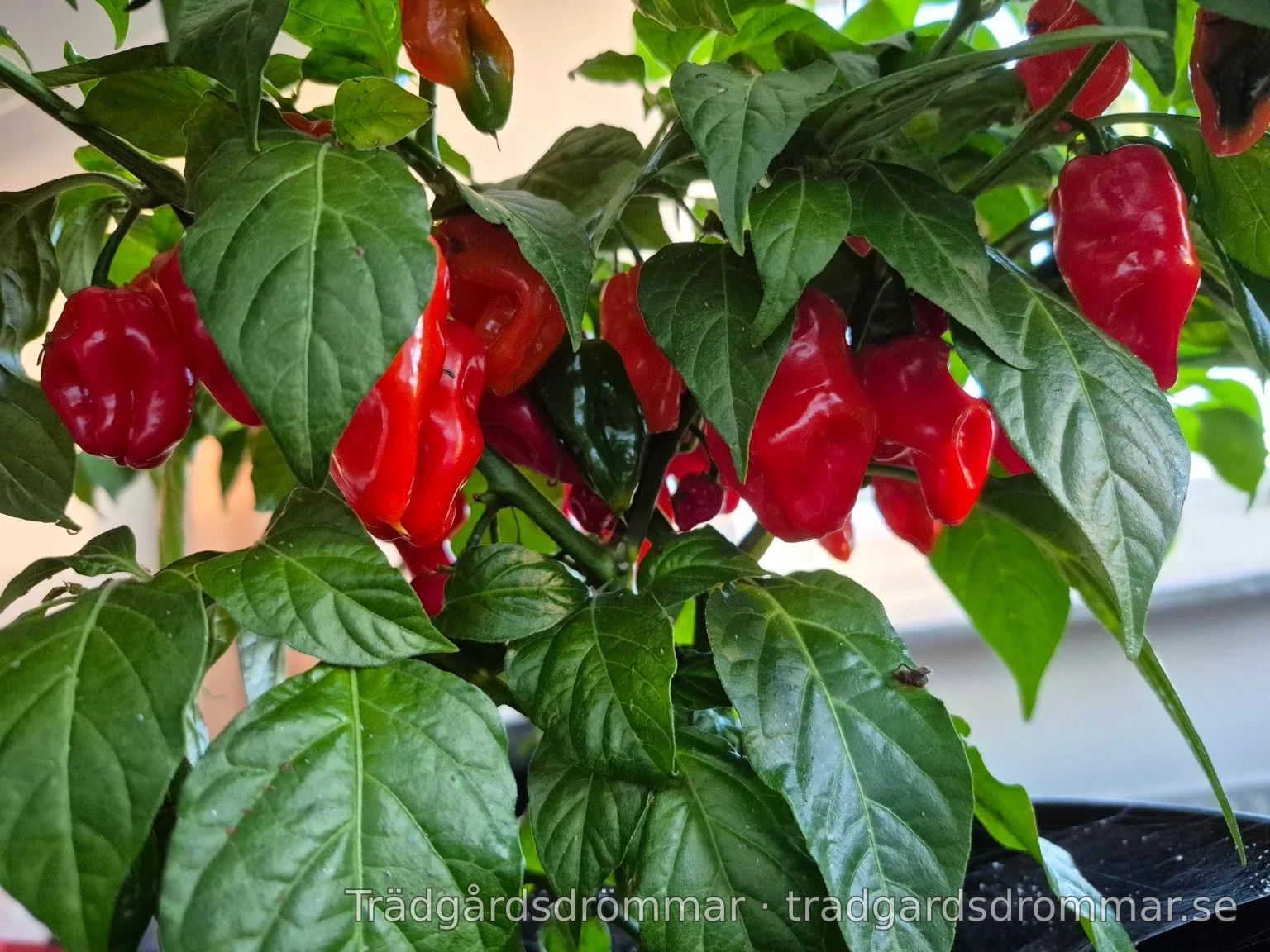 Röda chilifrukter bland gröna blad
